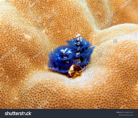 Blue Christmas Tree Worm Spirobranchus Giganteus Stock Photo 2198751357