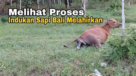 Proses Indukan Sapi Bali Melahirkan Youtube