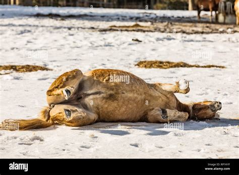 Nice horse rolling in the snow with pleasure Stock Photo - Alamy