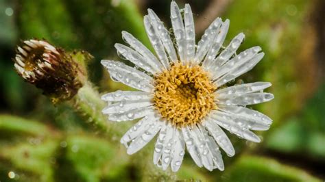 8 Best Perennials For Partial Sun