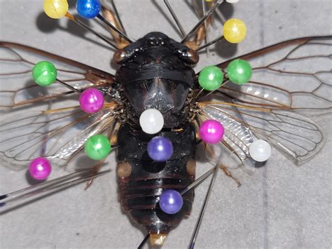 Cicada Species Id Australia East Coast Rentomology