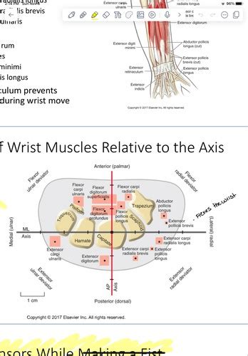 Biomechanics Elbow Forearm Wrist Hand Flashcards Quizlet