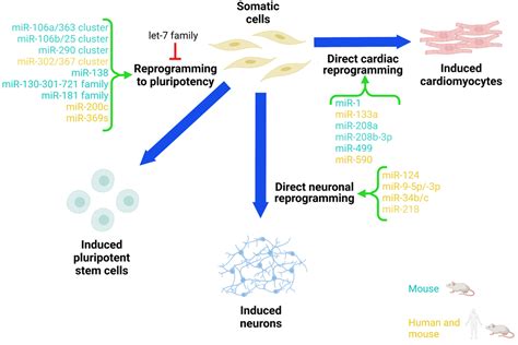 Cells Free Full Text Microrna Roles In Cell Reprogramming Mechanisms