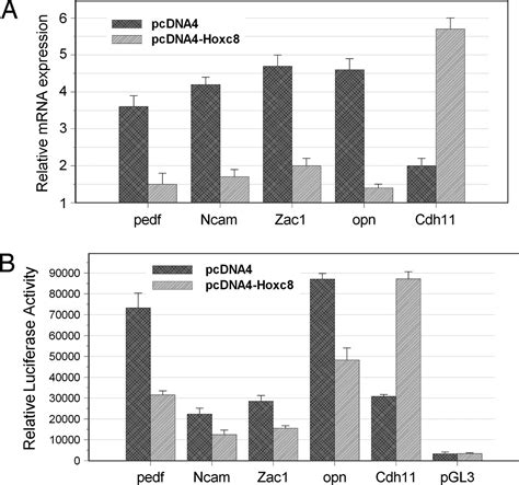 Identification Of A Hoxc8 Regulated Transcriptional Network In Mouse