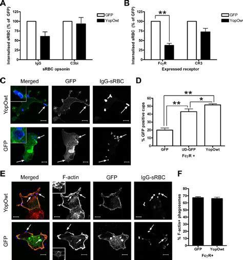 Preferential Inhibition Of Fc R Mediated Phagocytosis By YopO A