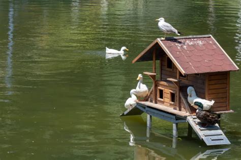 17 Best And Creative Duck House Ideas for Your Garden Pond