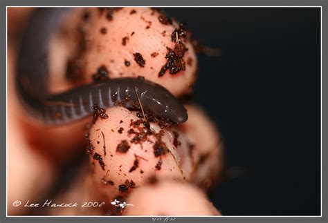 Gaboon Caecilian Geotrypetes Seraphini Wormlike Amphibia Flickr