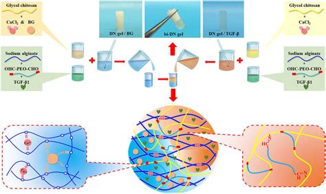 Frontiers 3D Printing For Bone Cartilage Interface Regeneration