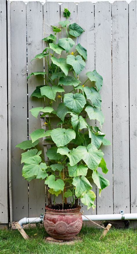 How To Grow Cucumbers In Pots Containers Grow Cucumbers Anywhere Artofit