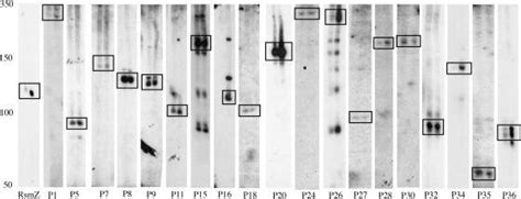 Detection Of Novel Srnas By Northern Analysis Total Rna Was Extracted