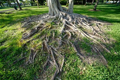 View Of Beautiful Tree Roots In A Field With Fresh Grass Stock Image