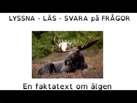 How To Learn Swedish Lyssna Svara P Fr Gor Youtube