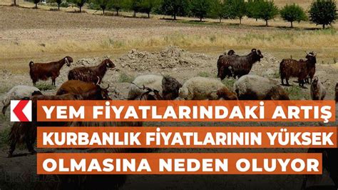 Yem fiyatlarındaki artış kurbanlık fiyatlarının yüksek olmasına neden