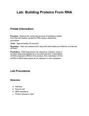 Lab Building Proteins From Rna Pdf Lab Building Proteins From Rna