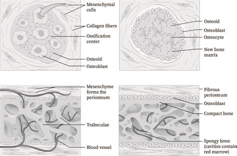 Intramembranous Ossification Definition