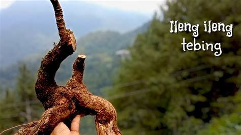 Berburu Bahan Bonsai Ileng Ileng Di Alam Liar Bonsaikiwa Youtube