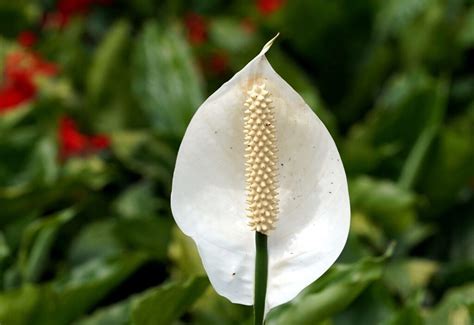 L Rio Da Paz Saiba Como Cultivar Essa Flor Em Casa Ciclovivo