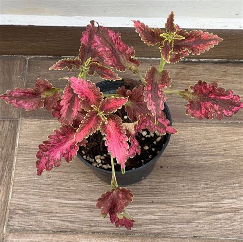 Coleus Plum Parfait Furniture And Home Living Gardening Plants And Seeds