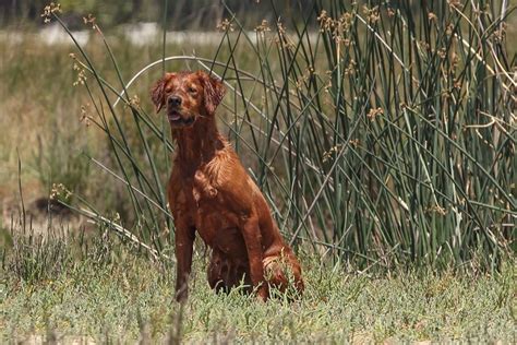 Duck Hunting Golden Retrievers