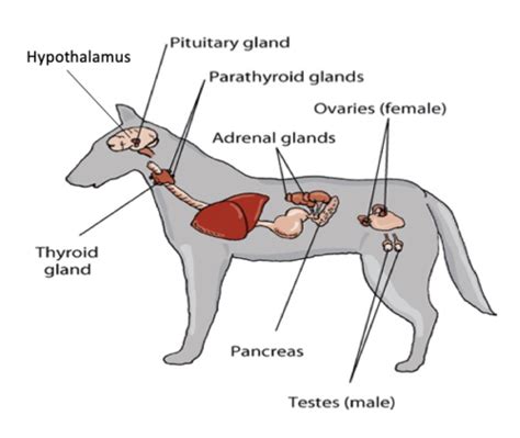 Intro To Endocrinology Flashcards Quizlet