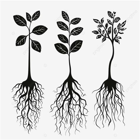 plant  roots black  white clipart image result  black