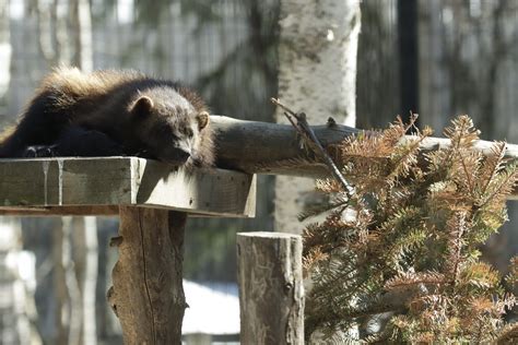 Litter of wolverine kits brings adorable triple threat to Alaska Zoo ...