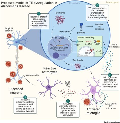 Transposable Elements And Alzheimers Disease Pathogenesis Trends In