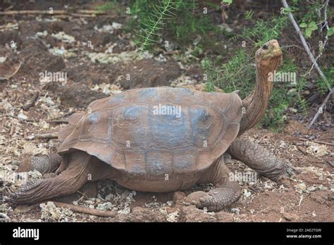 Tortue géante des Galapagos Chelonoidis nigra Charles Darwin