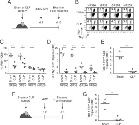 Primary Cd8 T Cell Responses To Viral Infection Early After Sepsis