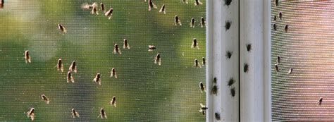 Fly Infestation | Rentokil Pest Control Singapore