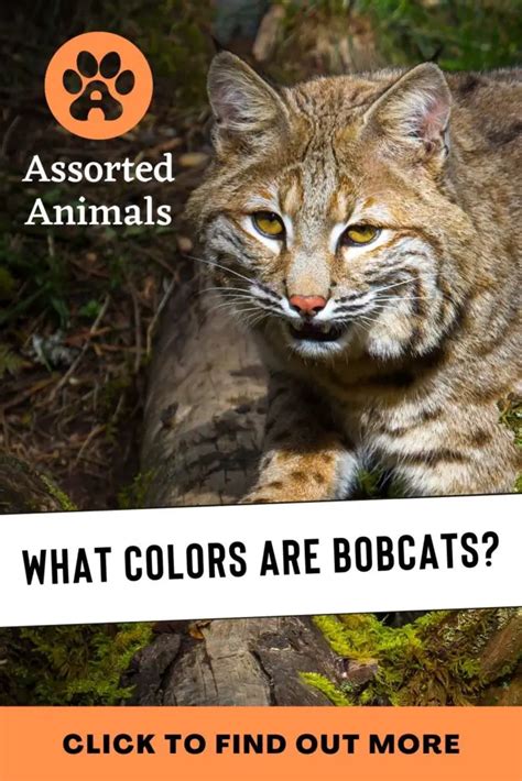 Bobcat Colors What Colors Are Bobcats Assorted Animals