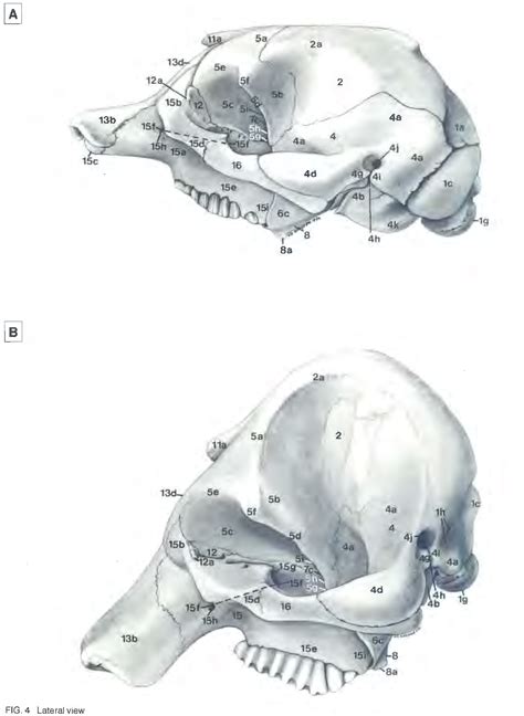 Elephant Skull Diagram