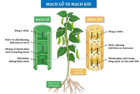 Khái niệm quá trình vận chuyển các chất trong mạch gỗ và mạch rây