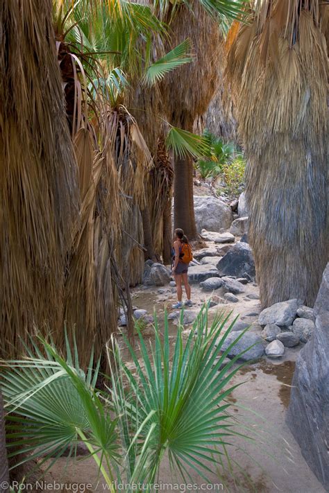 canyon club palm springs