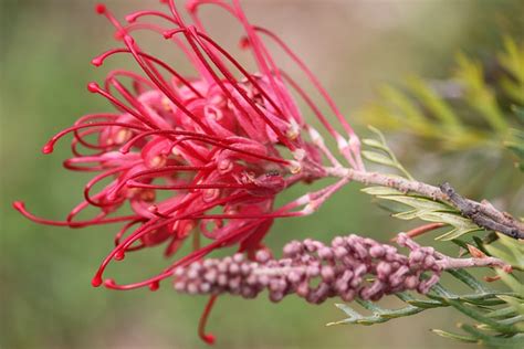 Grevillea Flower Bud Free Photo On Pixabay