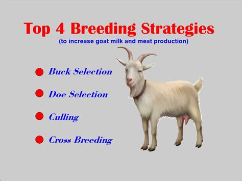 Vet In Pakistan Top 4 Breeding Strategies Breeding Of Goats For