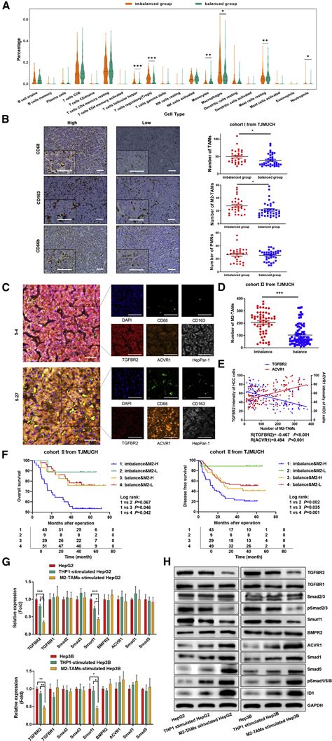 Imbalance Of Tgf Bmp Pathways Induced By M Polarized Macrophages