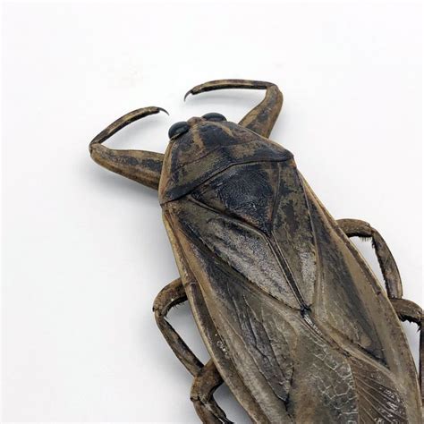 Giant Water Bug Lethocerus Indicus Insects Specimen Oddities