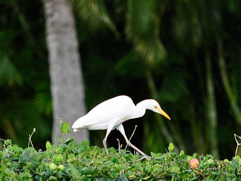 Ferd And Beth In Hawaii Some Common Birds On Oahu