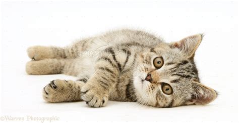 Tabby Kitten Lying On Its Side Photo WP29659