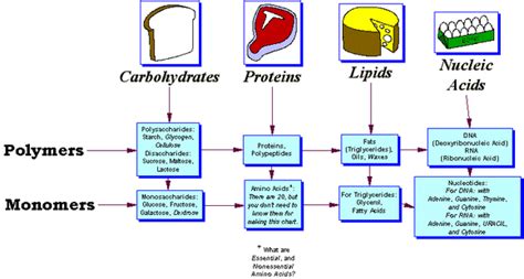 Nucleic Acid Examples Food