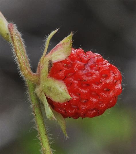 Fragaria virginiana ssp. glauca – Flora of Eastern Washington and Adjacent Idaho