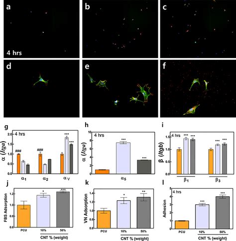 Pre Osteoblast Adhesion Cytoskeletal Organization And Focal Adhesion