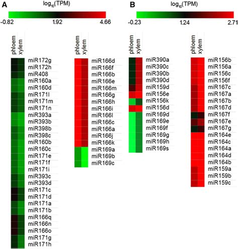 Heatmap Of Differentially Expressed MiRNAs Between Phloem And Xylem