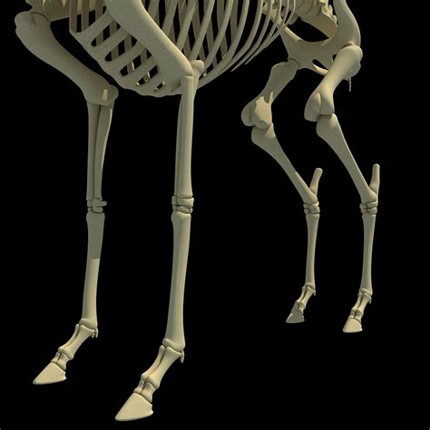 max deer skeleton