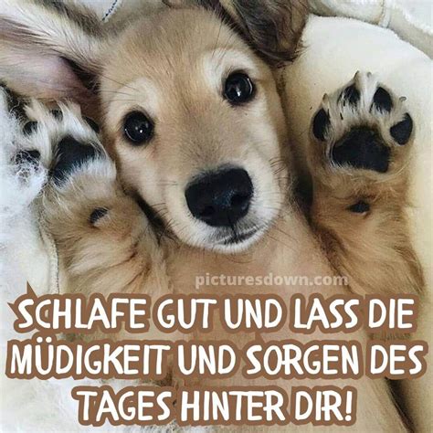 Bild Gute Nacht Kleiner Hund Picturesdown