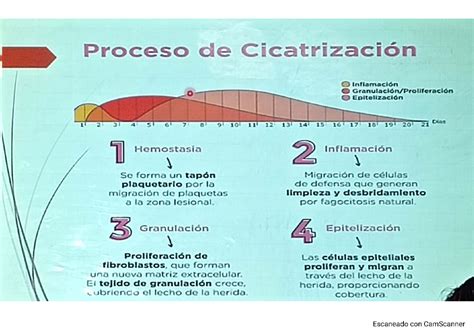 Cam Scanner 13 05 2024 17 Microbiologia I Studocu