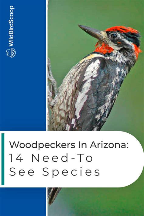14 Woodpeckers In Arizona Spot And Identify With Ease