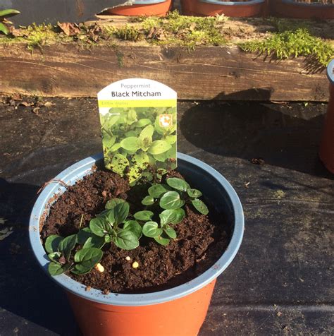 Peppermint 'Black Mitcham'