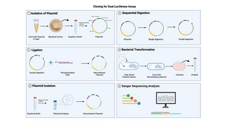 Cloning For Dual Luciferase Assay Biorender Science Templates